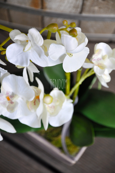 Storczyk Helena w ceramicznej, wrzosowej donicy wys. ok. 60cm