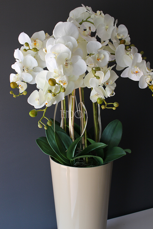 średni storczyk Mediolan w beżowej donicy, wys.100cm