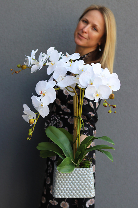 Lucilla, storczyk w szarej donicy, wys.60cm