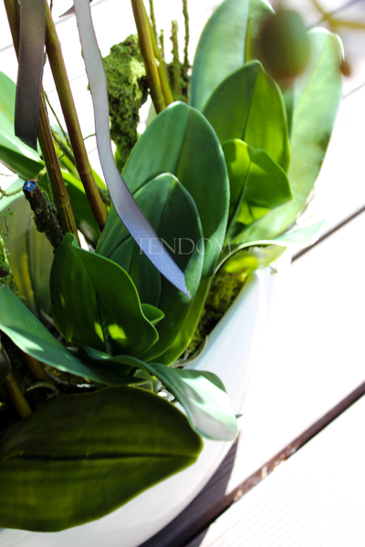 storczyk Laos Big White w białej donicy, wys.67cm