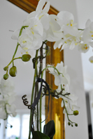 storczyk w czarnej podłużnej donicy Black, wys.68cm