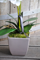 Storczyk Helena w ceramicznej, wrzosowej donicy wys. ok. 60cm