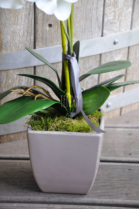 Storczyk Helena w ceramicznej, wrzosowej donicy wys. ok. 60cm