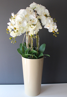 średni storczyk Mediolan w beżowej donicy, wys.100cm