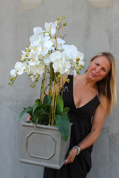 Wenecja Grey storczyk w eleganckiej donicy, wys.100cm