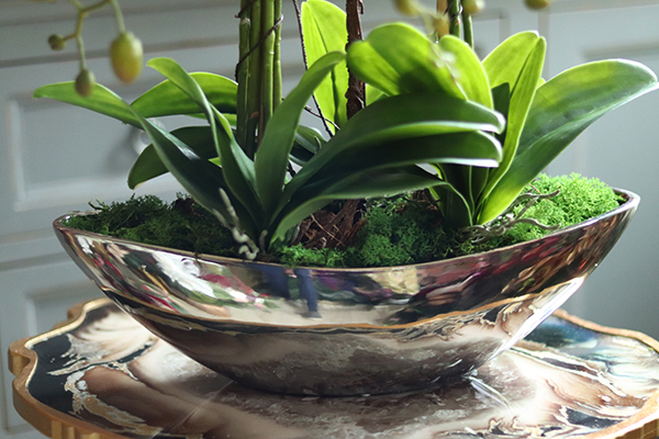 efektowny storczyk Laos Silver w lustrzanej donicy, wys.64cm