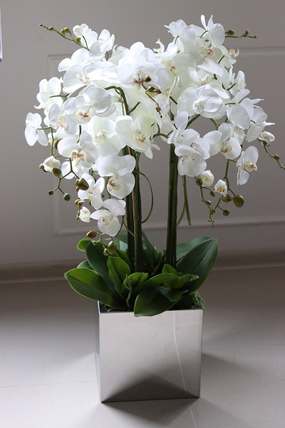 atrakcyjny storczyk w stalowej, lustrzanej donicy, Moderno Mirror Cube, wys.90cm