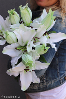 bukiet lilii Misella, białe, 6szt, dł. 70cm  