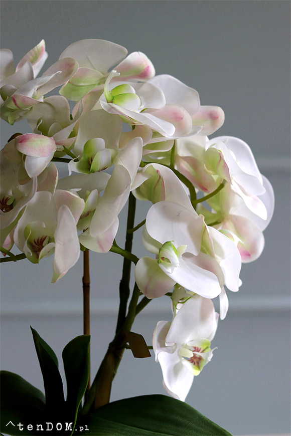 Mediolan Mini Cappucino 2, bogaty storczyk w plastikowej donicy, wys.46cm