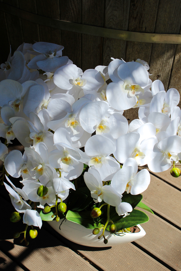 storczyk Laos Big White w białej donicy, wys.67cm