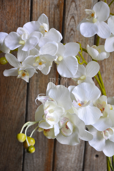 Storczyk Helena w ceramicznej, wrzosowej donicy wys. ok. 60cm