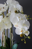 średni storczyk Mediolan w beżowej donicy, wys.100cm