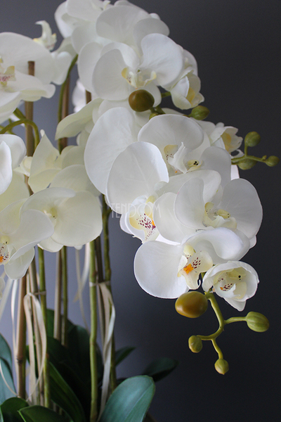 średni storczyk Mediolan w beżowej donicy, wys.100cm