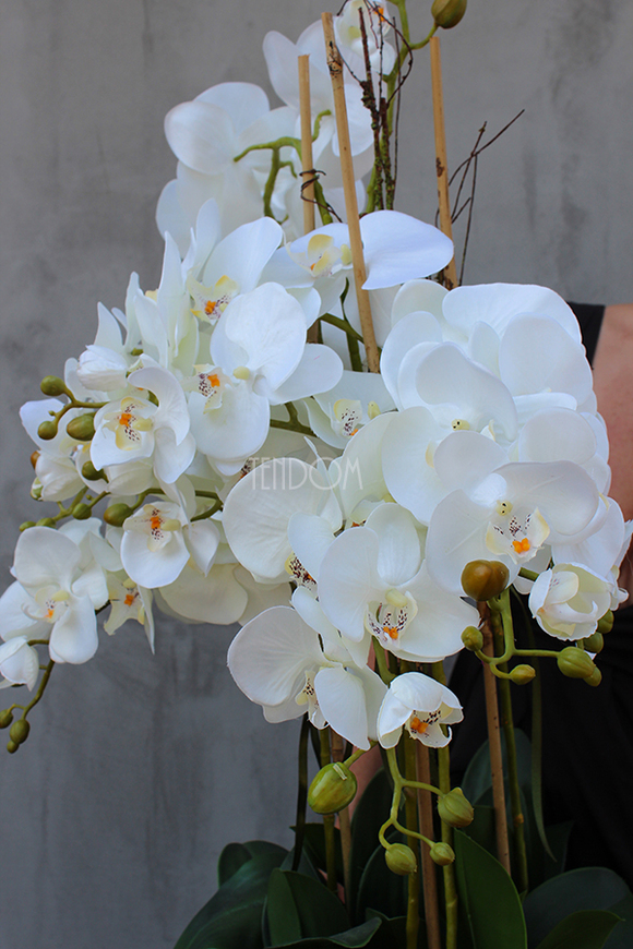 Wenecja Grey storczyk w eleganckiej donicy, wys.100cm