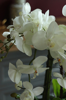 efektowny storczyk Laos Silver w lustrzanej donicy, wys.64cm