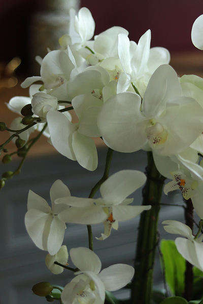 efektowny storczyk Laos Silver w lustrzanej donicy, wys.64cm