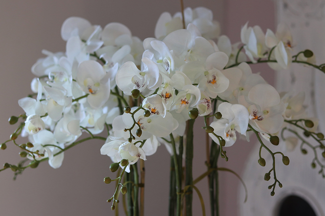 bardzo duży storczyk w beżowo - szarej donicy, Taupe Grande, wys.144cm