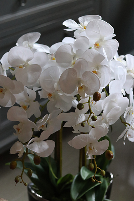 Gerrano, wysoki storczyk glamour, wys.80cm