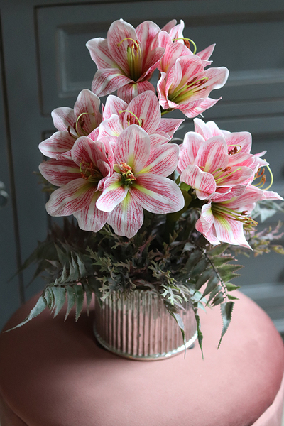 Amarylis Silver w srebrnej donicy, wys. 42cm 