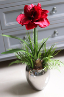 Amarylis Silver, kompozycja z bordowym kwiatem, wys.68cm 