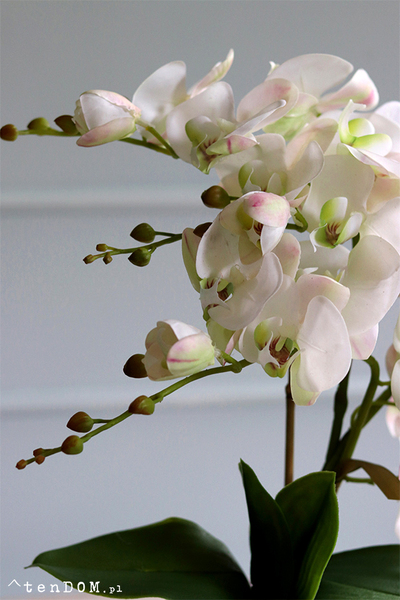 Mediolan Mini Cappucino 2, bogaty storczyk w plastikowej donicy, wys.46cm