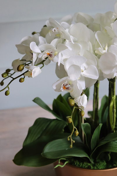 bardzo elegancki storczyk w złotej donicy, Humberto Malaga, wys.52cm