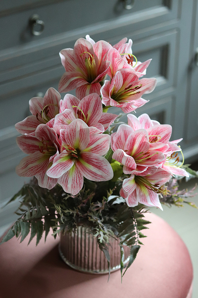 Amarylis Silver w srebrnej donicy, wys. 42cm 