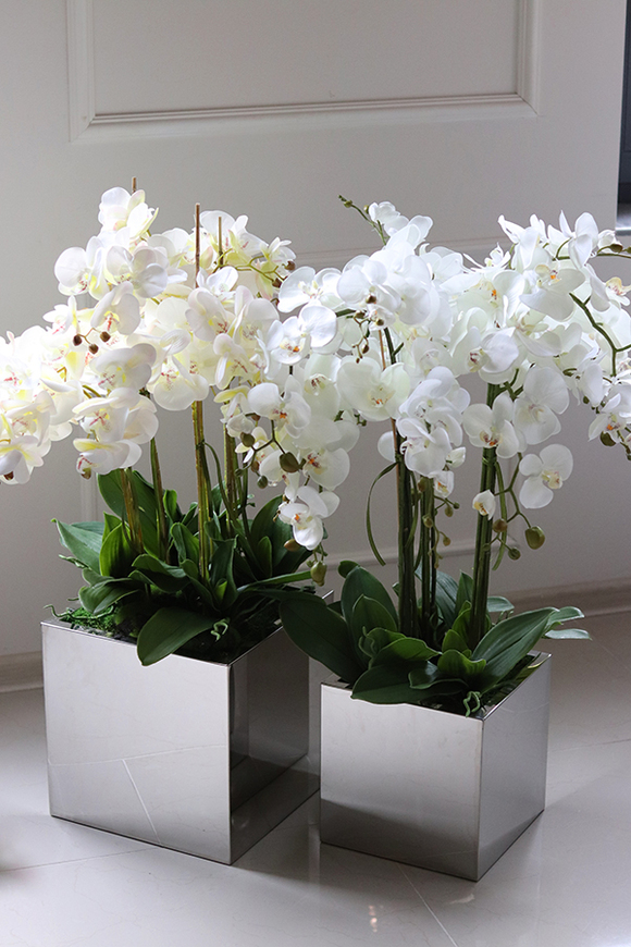 atrakcyjny storczyk w stalowej, lustrzanej donicy, Moderno Mirror Cube, wys.90cm