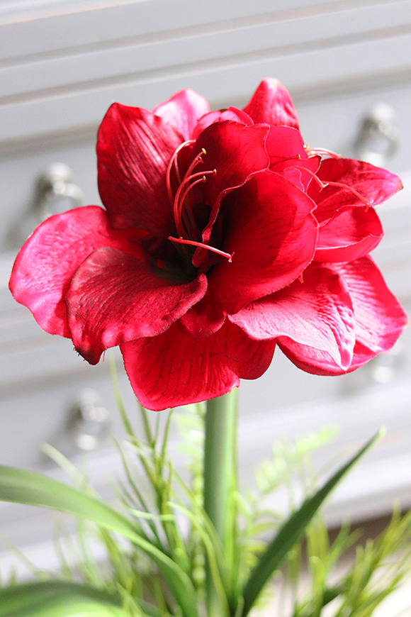 Amarylis Silver, kompozycja z bordowym kwiatem, wys.68cm 