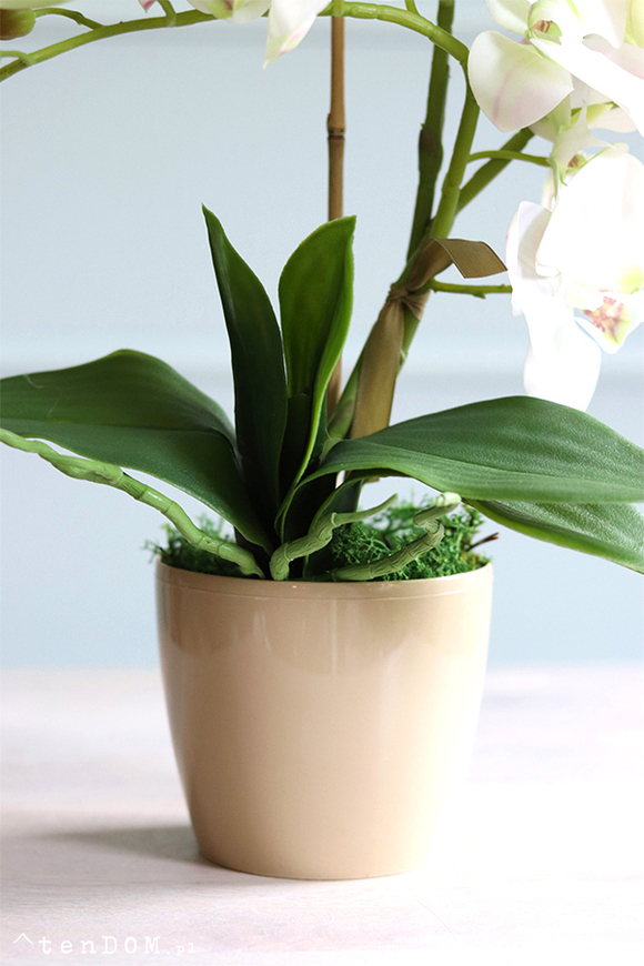 Mediolan Mini Cappucino 2, bogaty storczyk w plastikowej donicy, wys.46cm