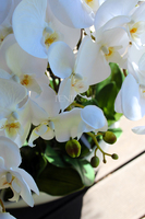 storczyk Laos Big White w białej donicy, wys.67cm