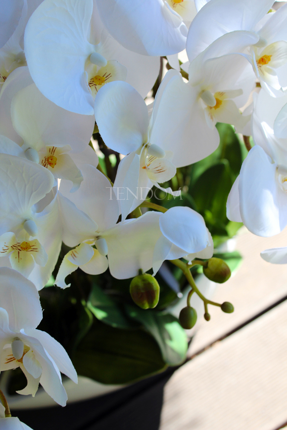 storczyk Laos Big White w białej donicy, wys.67cm