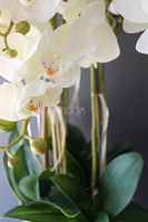 średni storczyk Mediolan w beżowej donicy, wys.100cm