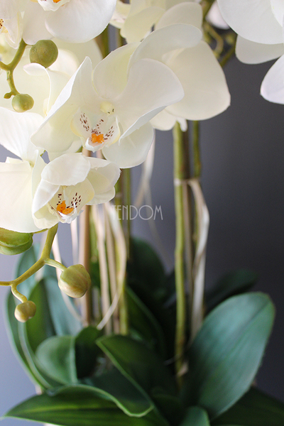 średni storczyk Mediolan w beżowej donicy, wys.100cm