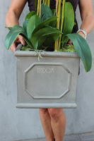 Wenecja Grey storczyk w eleganckiej donicy, wys.100cm