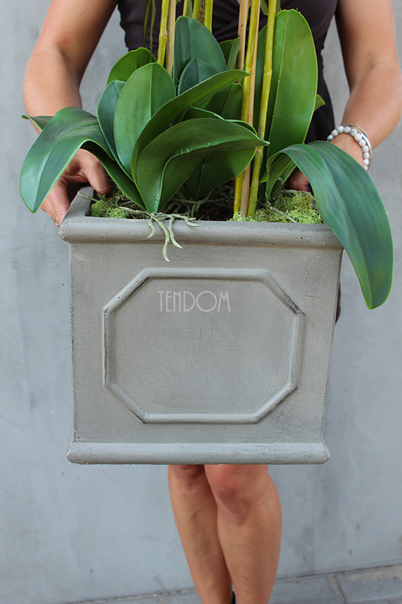 Wenecja Grey storczyk w eleganckiej donicy, wys.100cm