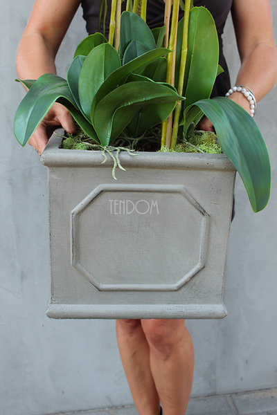 Wenecja Grey storczyk w eleganckiej donicy, wys.100cm