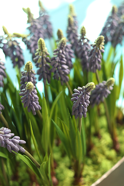 Szafirki, wiosenna kompozycja w cynowanej donicy, wys.32cm