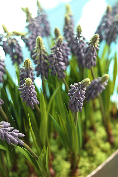 Szafirki, wiosenna kompozycja w cynowanej donicy, wys.32cm