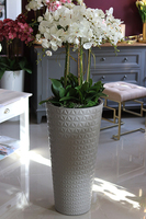 bardzo duży storczyk w beżowo - szarej donicy, Taupe Grande, wys.144cm