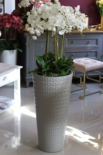 bardzo duży storczyk w beżowo - szarej donicy, Taupe Grande, wys.144cm