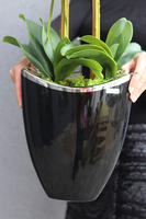 Gerrano, wysoki storczyk glamour, wys.80cm