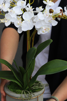 Gelona, storczyk w szarej donicy, wys.63cm 