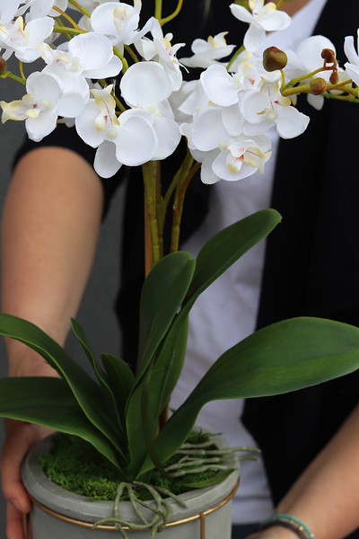 Gelona, storczyk w szarej donicy, wys.63cm 