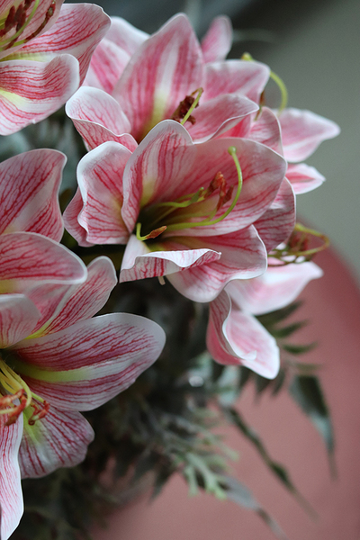 Amarylis Silver w srebrnej donicy, wys. 42cm 