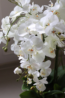 atrakcyjny storczyk w stalowej, lustrzanej donicy, Moderno Mirror Cube, wys.90cm