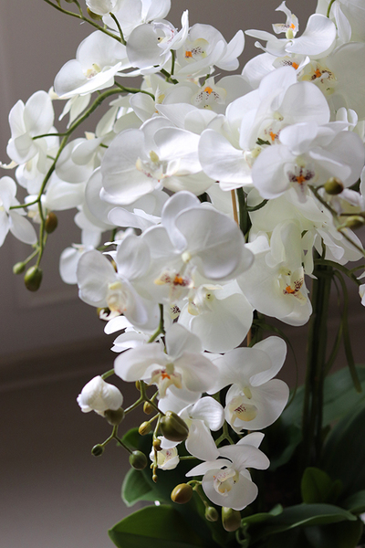 atrakcyjny storczyk w stalowej, lustrzanej donicy, Moderno Mirror Cube, wys.90cm