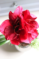 Amarylis Silver, kompozycja z bordowym kwiatem, wys.68cm 