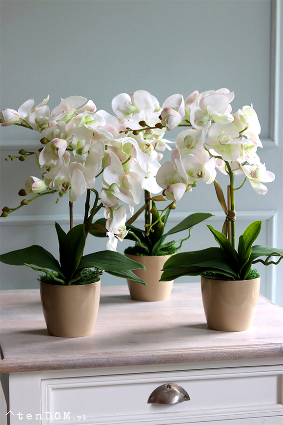 Mediolan Mini Cappucino 2, bogaty storczyk w plastikowej donicy, wys.46cm