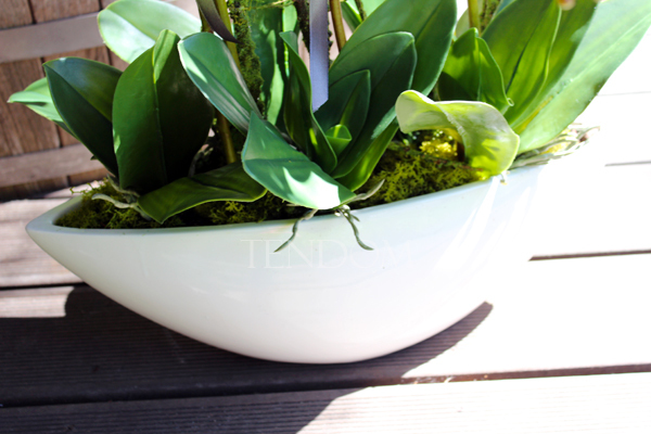 storczyk Laos Big White w białej donicy, wys.67cm